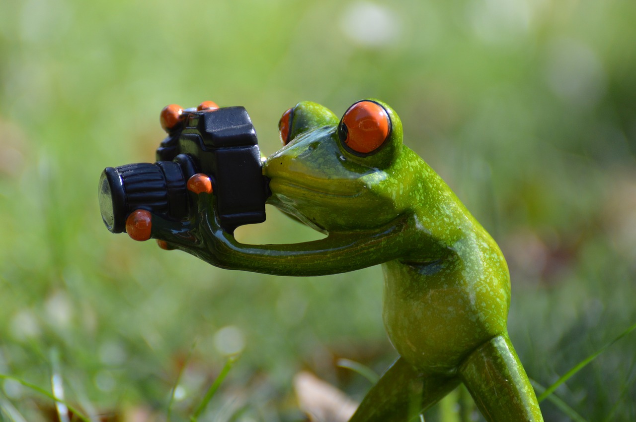 Could you become a pro wildlife photographer?